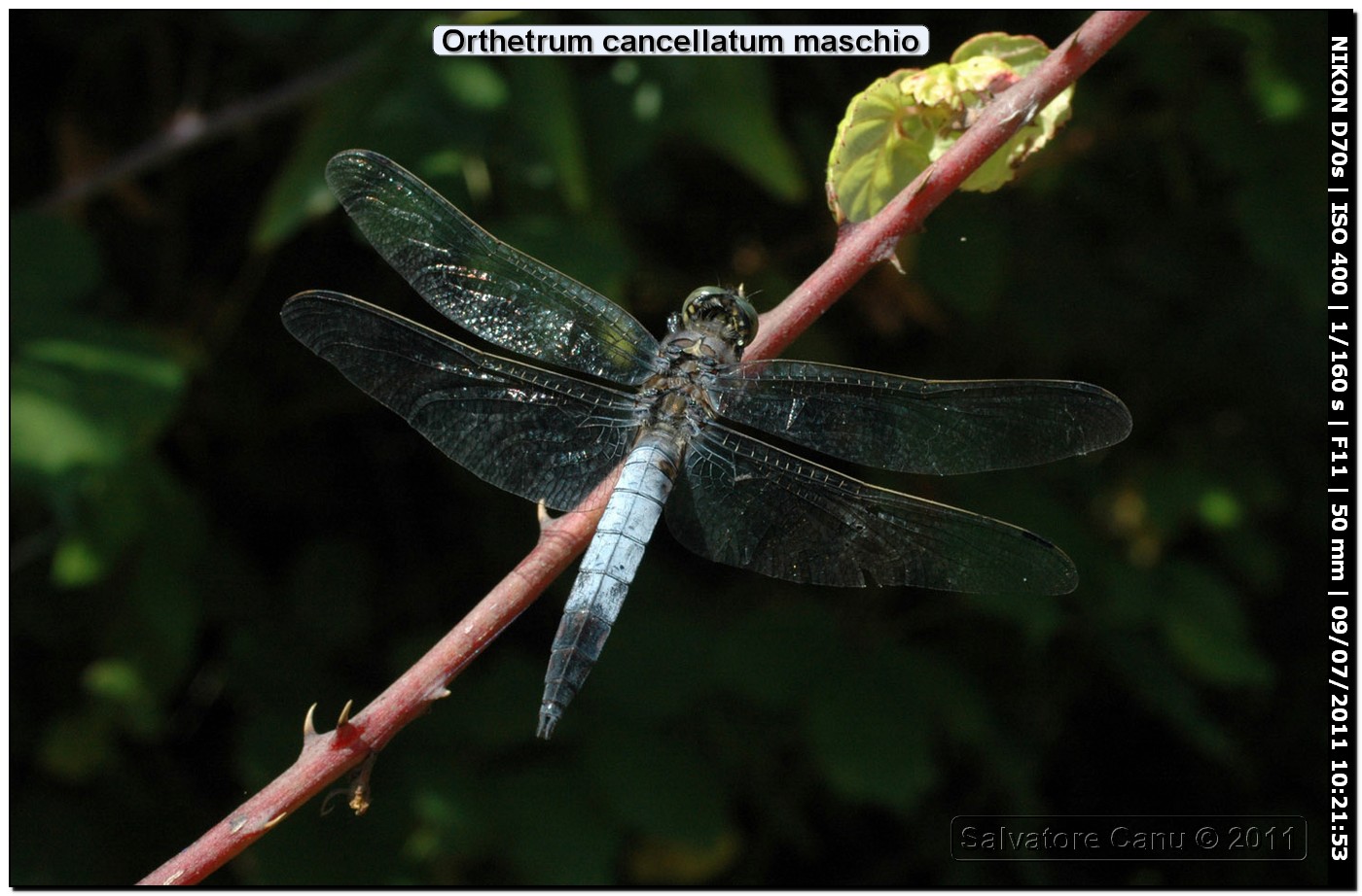 Orthetrum albistylum♂??